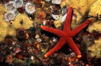 Bloody-henry Starfish.