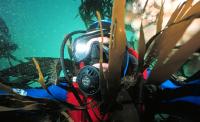 Diver and Kelp by Brian Jubb.