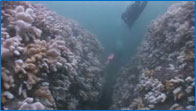 Dead Man's Fingers Video Footage - St Abb's Marine Reserve