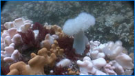 Plumose Anemone Video Footage - St Abb's Marine Reserve