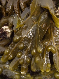 Bladder wrack (Fucus vesiculosis) © Georgia Conolly Bladder wrack (Fucus vesiculosis) © Georgia Conolly