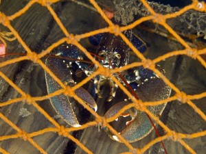 Creels should not be tampered with © Neil Lilly Creels should not be tampered with © Neil Lilly