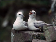fulmar
