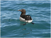 guillemot