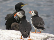 Puffins and shag © Ellie Burt Puffins and shag © Ellie Burt
