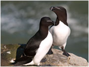 razorbill