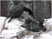 Adult shag grooming chick © Ellie Burt Adult shag grooming chick © Ellie Burt