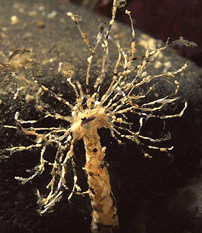 Sand mason worm (Lanice conchilega)