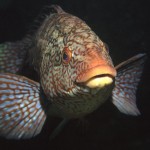 Ballan wrasse (Labrus bergylta) © Jim Greenfield Ballan wrasse (Labrus bergylta) © Jim Greenfield