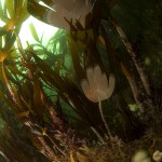 Kelp Forest © Mike Clark Kelp Forest © Mike Clark