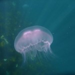 Moon jellyfish (Aurelia aurita) © Lorna Hall Moon jellyfish (Aurelia aurita) © Lorna Hall