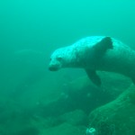 Grey seal (Halichoerus grypus) © Georgia Conolly Grey seal (Halichoerus grypus) © Georgia Conolly