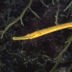 Snake pipefish (Entelurus aequoreus) © Jim Greenfield Snake pipefish (Entelurus aequoreus) © Jim Greenfield