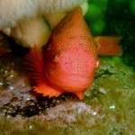 Lumpsucker (Cyclopterus lumpus) © Peter Bardsley Lumpsucker (Cyclopterus lumpus) © Peter Bardsley