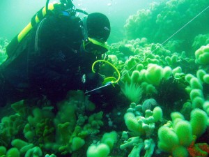 Any dive can be a Seasearch dive! Any dive can be a Seasearch dive!