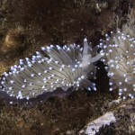 Crystal sea slug (Janolus cristatus) Crystal sea slug (Janolus cristatus)