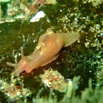 Sea hare (Aplysia punctata) © Georgia Conolly Sea hare (Aplysia punctata) © Georgia Conolly